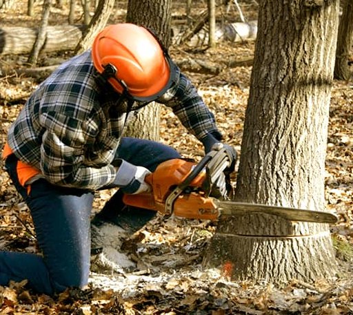 Tree Removal in Brooklin, ME